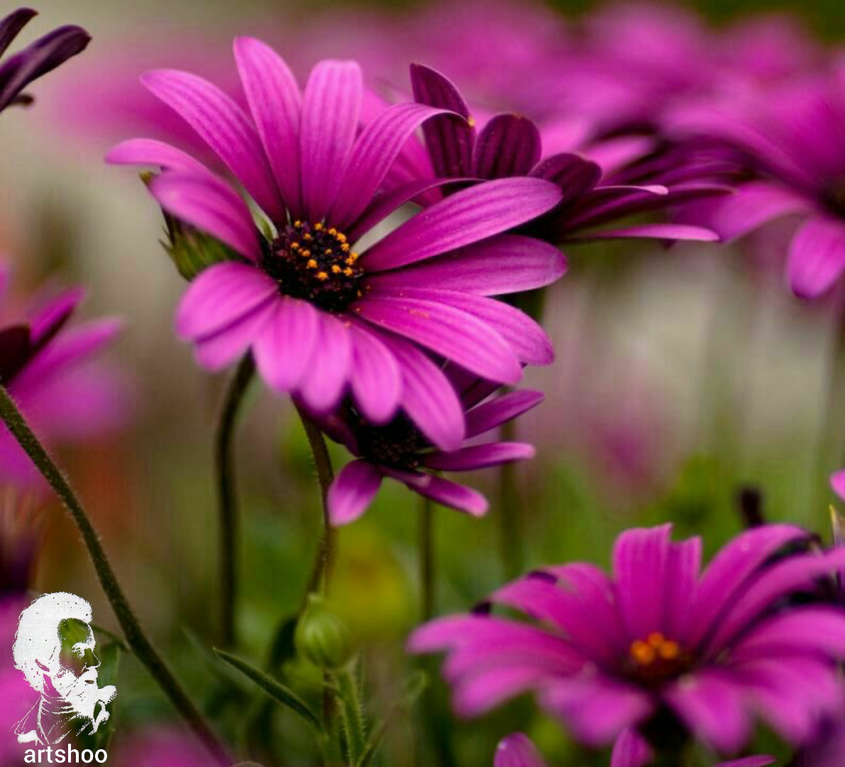 گل اورژینال رنگ روغن